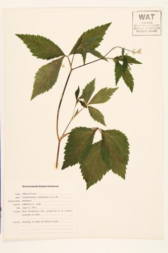 Honewort; Umbelweed; Canadian honewort specimen